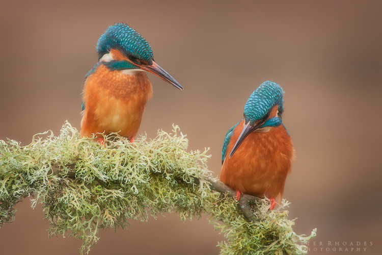 Kingfishers - Wildlife