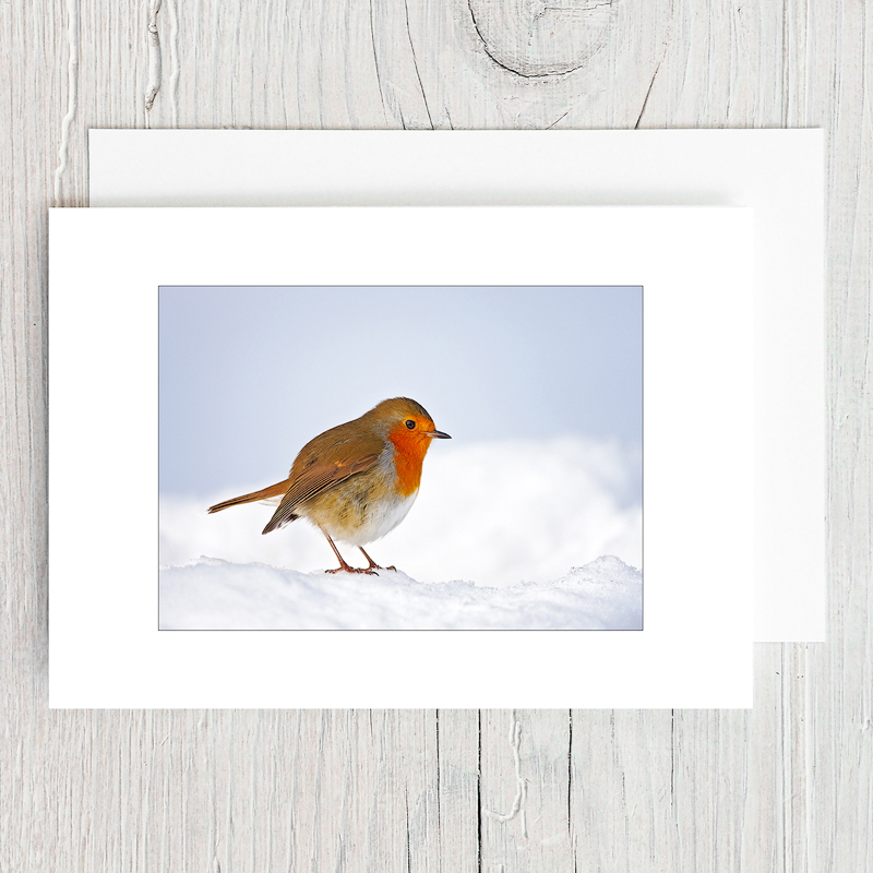 Winter Robin - Greeting Cards