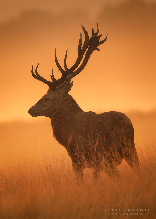 Red Deer - Wildlife