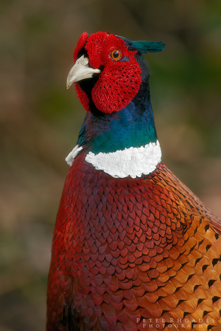 Pheasant - Wildlife