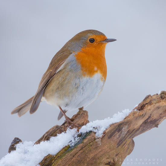 Robin