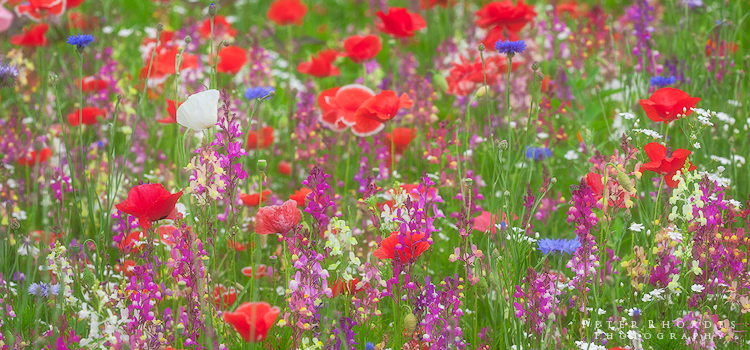 Poppies 1 - Panoramic Landscapes