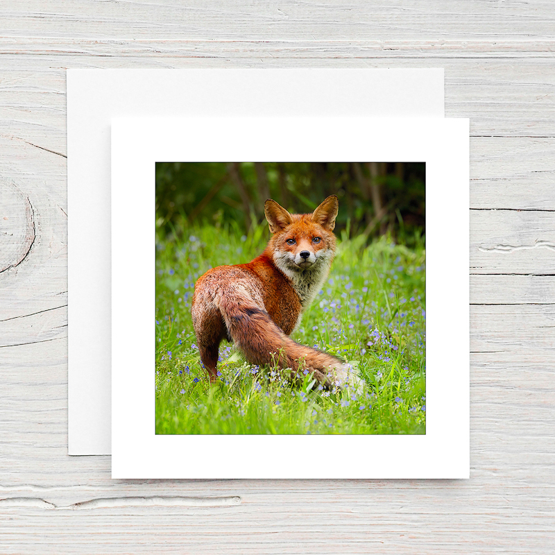 Red Fox - Greeting Cards