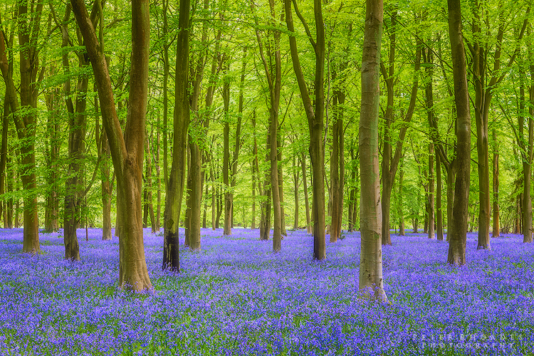 Bluebell Wood - Landscape