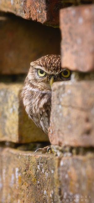 Little Owl - Wildlife