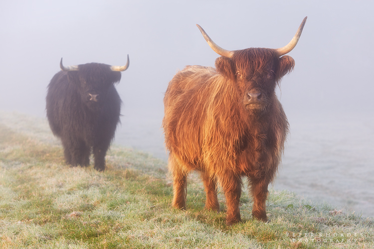 Highland Cows 020 - Highland Cows