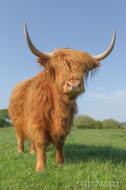 Highland Cow 012 - Highland Cows