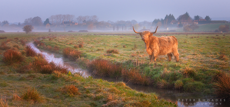 Highland Cow 023 - Highland Cows
