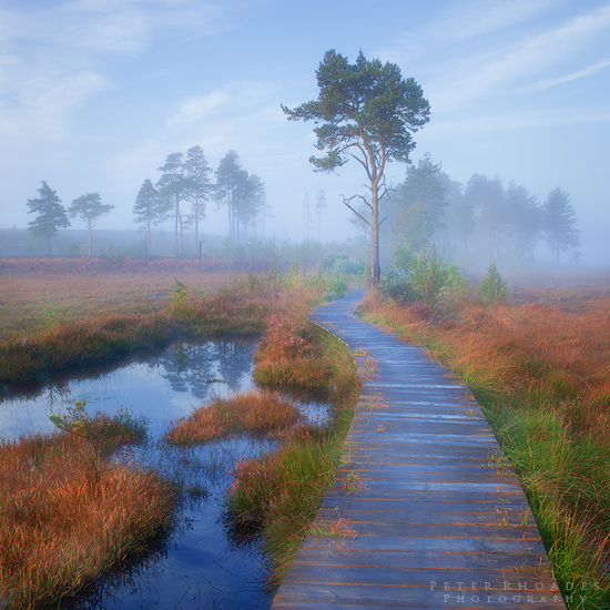 Thursley Boardwalk - Landscape