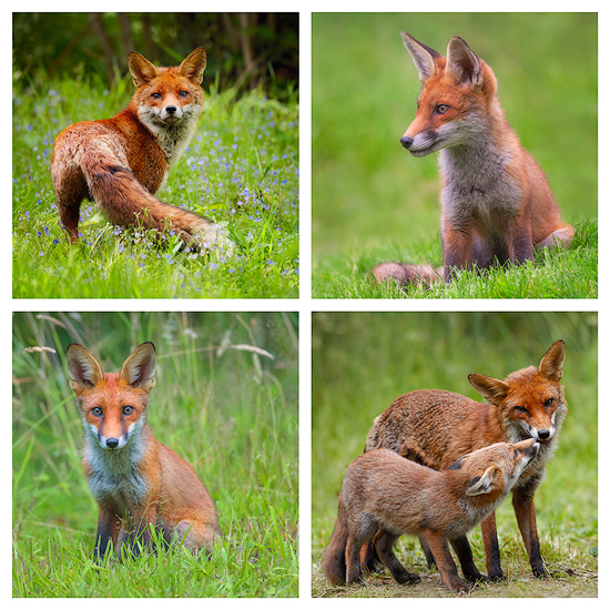 Red Foxes - Collections