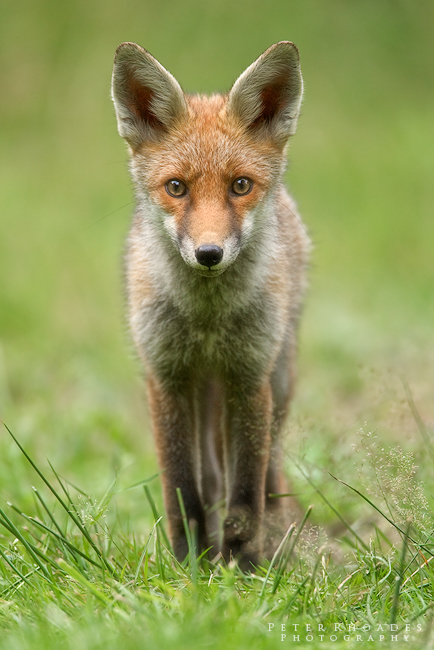 Red Foxcub - Wildlife