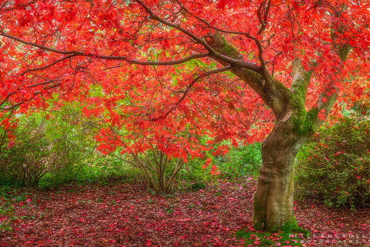 Red Acer - Landscape
