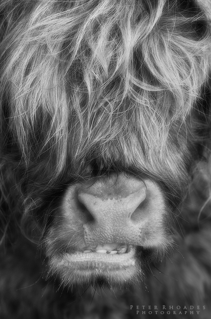 Highland Cow 09 - Highland Cows