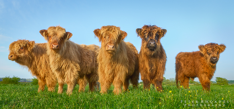 Highland Calves 022 - Highland Cows