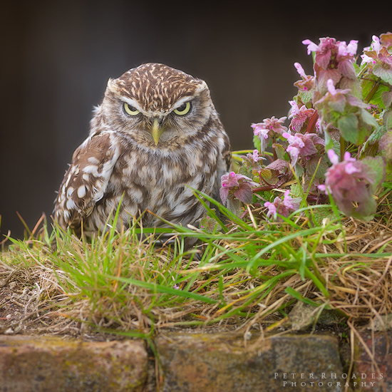 Little Owl - Wildlife