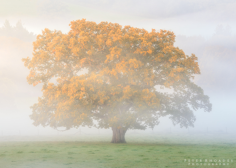Autumn Oak - Landscape
