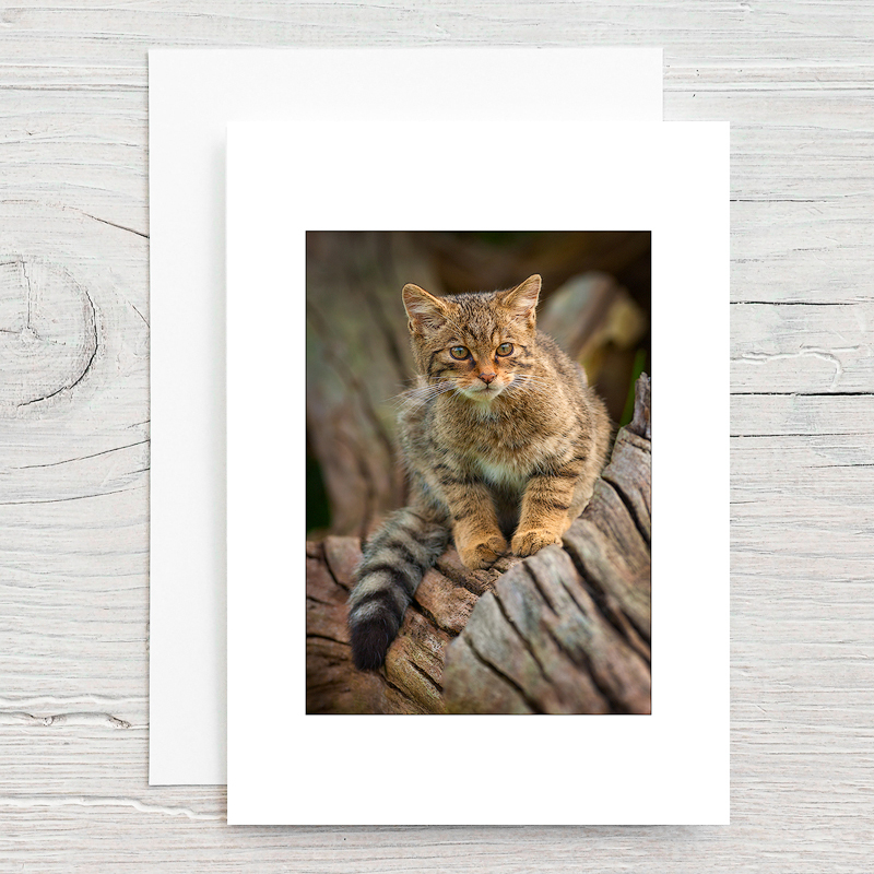 Wildcat - Greeting Cards