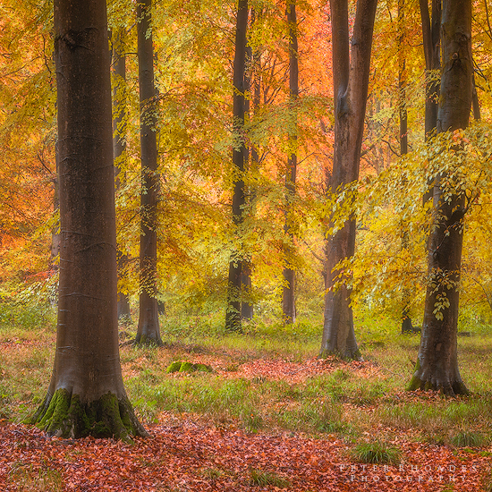 Autumn Beech - Landscape