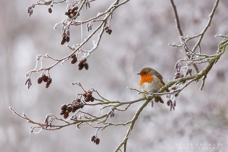 Winter Robin - Wildlife