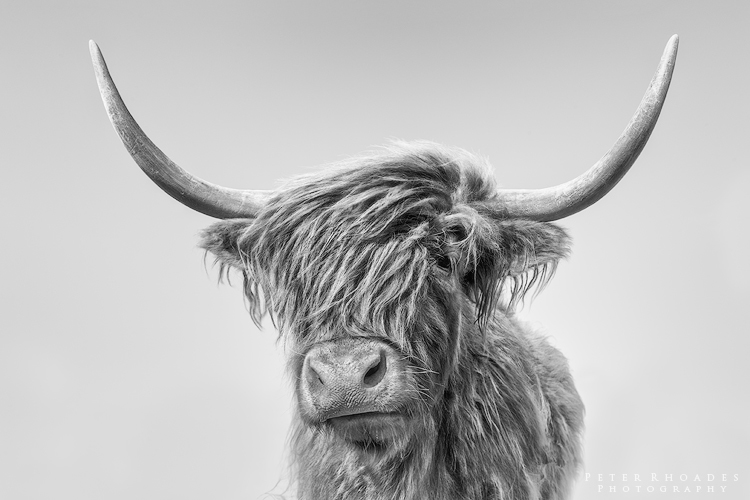 Highland Cow 014 - Highland Cows