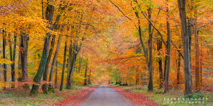 Autumn Track - Panoramic Landscapes