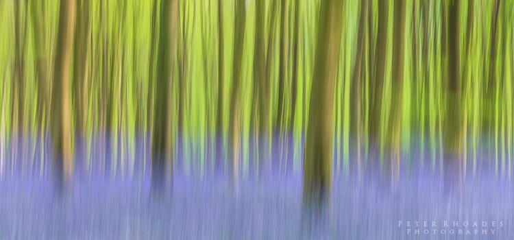 Bluebell Abstract - Panoramic Landscapes