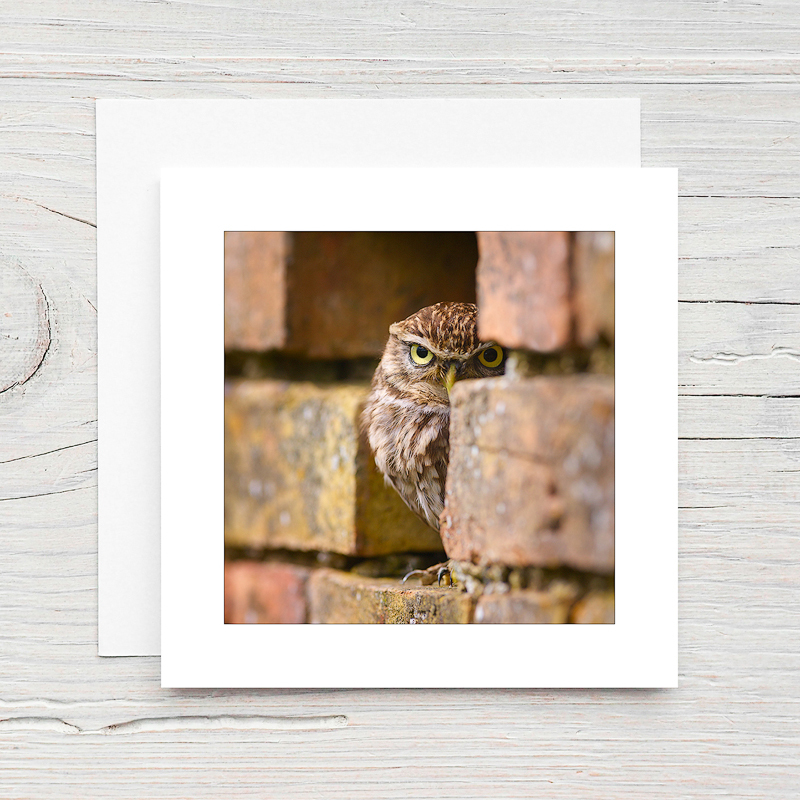 Little Owl - Greeting Cards