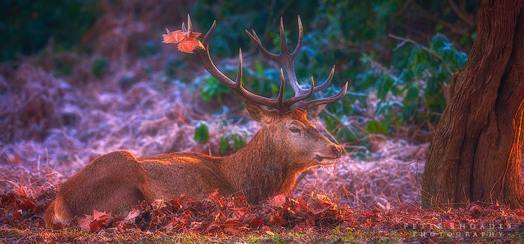 Resting Stag - Wildlife