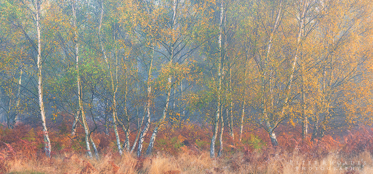 Autumn Birch - Panoramic Landscapes