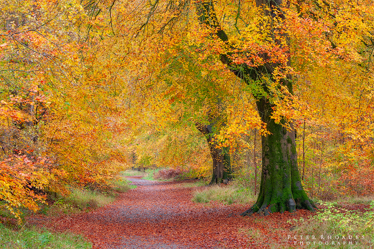 Autumn Track - Landscape
