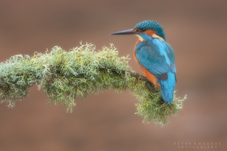 Kingfisher - Wildlife