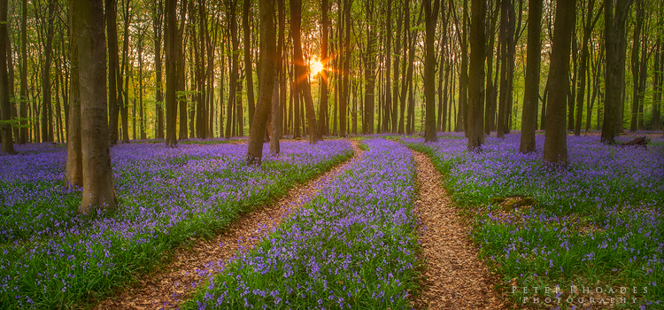 Bluebell Wood - Panoramic Landscapes