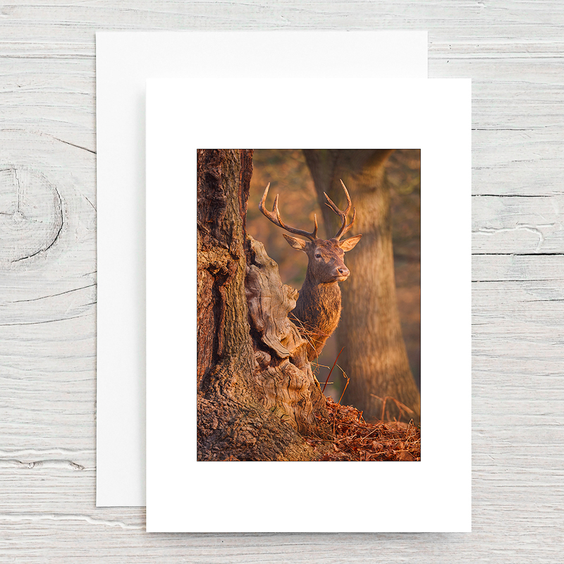 Red Deer - Greeting Cards