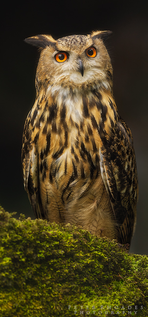Eagle Owl - Wildlife