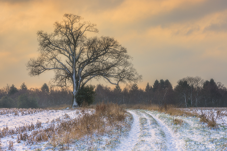 Winter Oak - Landscape