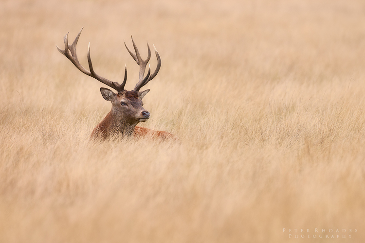 Red Deer