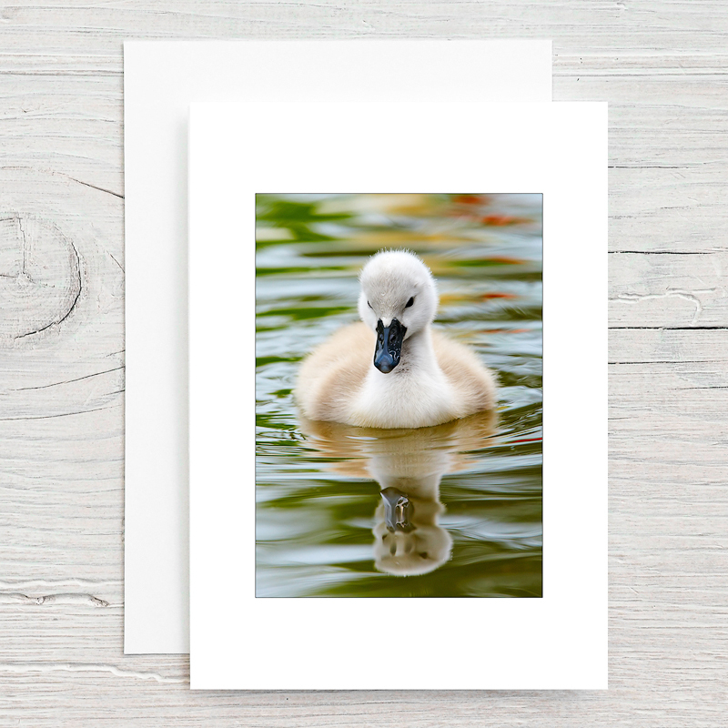 Cygnet - Greeting Cards