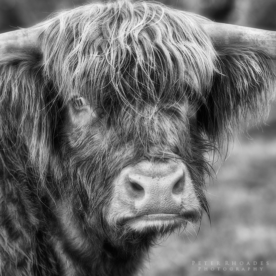 Highland Cow 05 - Highland Cows