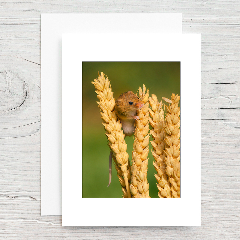 Harvest Mouse - Greeting Cards