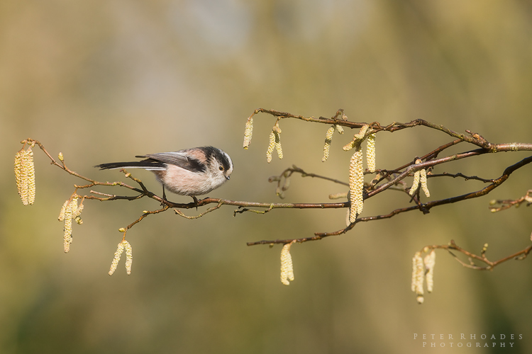 Long Tailed Tit - Wildlife