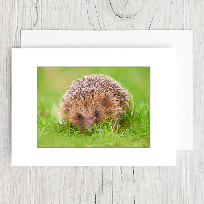 Hedgehog - Greeting Cards