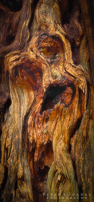 Yew Man - Panoramic Landscapes