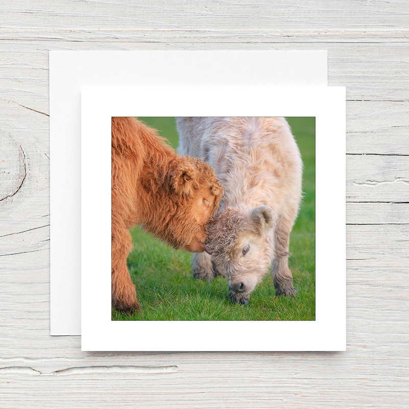 Highland Calves - Greeting Cards