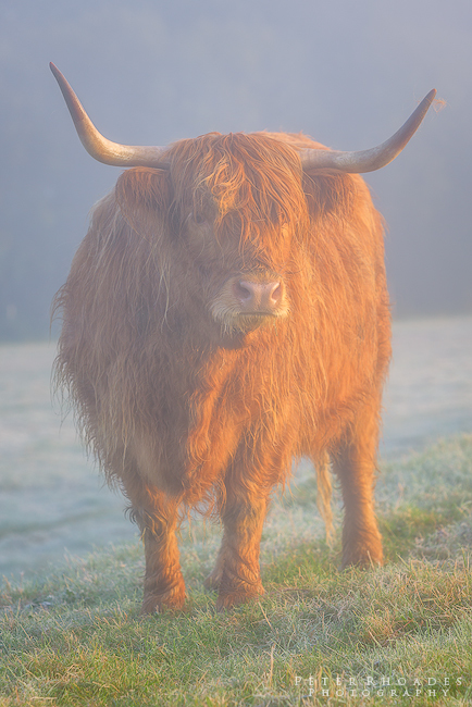 Highland Cow 011 - Highland Cows