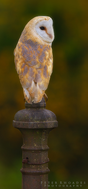 Barn Owl - Wildlife