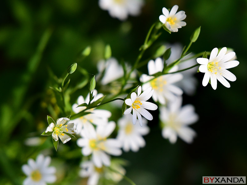 011 - Flowers