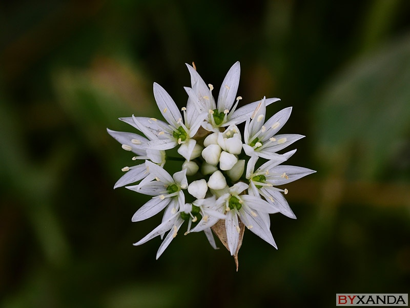 008 - Flowers
