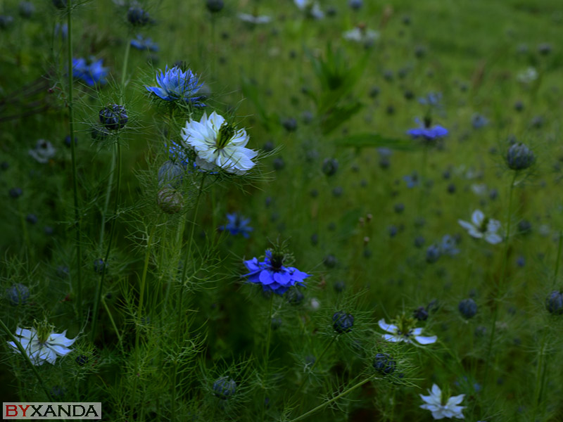 012 - Flowers