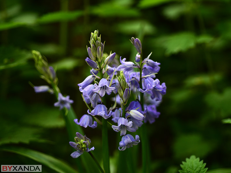009 - Flowers