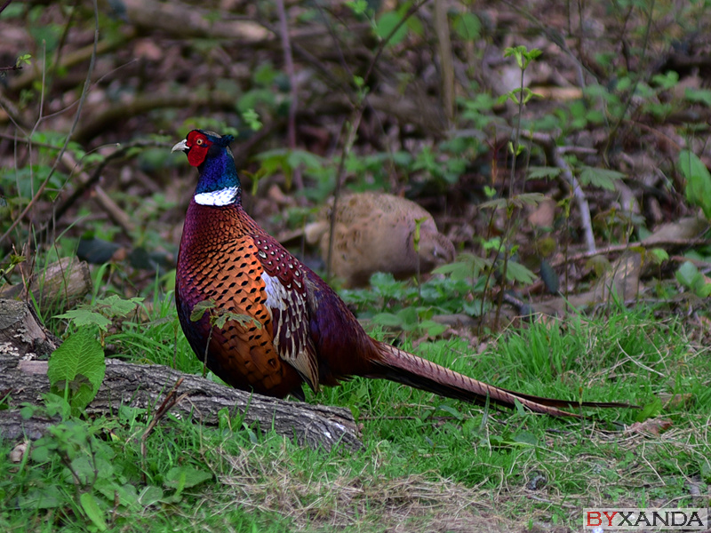 007 - Wildlife
